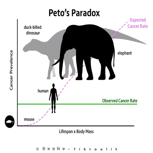 পেটোর প্যারাডক্স